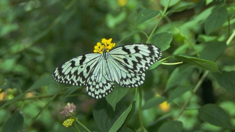 1280Butterfly535